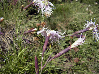 Dianthus superbus ssp. alpestris