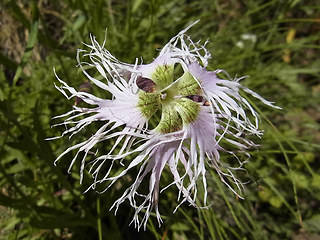 Dianthus superbus ssp. alpestris