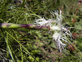 Dianthus superbus ssp. alpestris