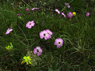 Dianthus sylvestris