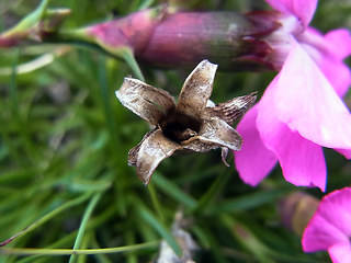 Dianthus sylvestris