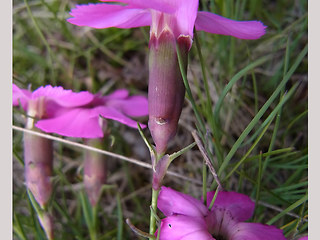 Dianthus sylvestris