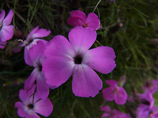 Dianthus sylvestris