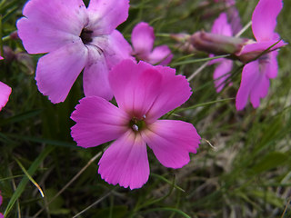 Dianthus sylvestris