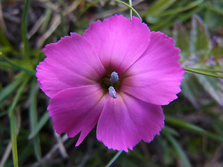 Dianthus sylvestris