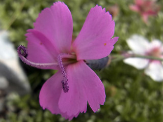 Dianthus sylvestris