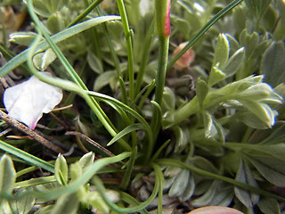 Dianthus sylvestris