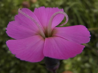 Dianthus sylvestris