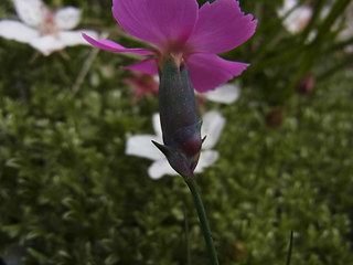 Dianthus sylvestris