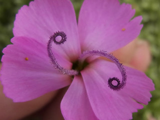 Dianthus sylvestris