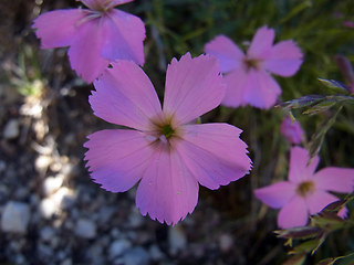 Dianthus sylvestris