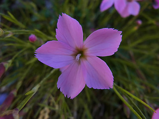 Dianthus sylvestris