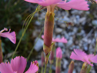 Dianthus sylvestris