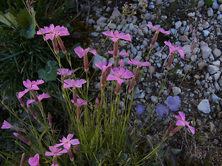 Dianthus sylvestris