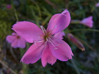 Dianthus sylvestris