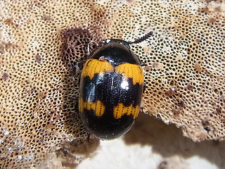 Diaperis boleti