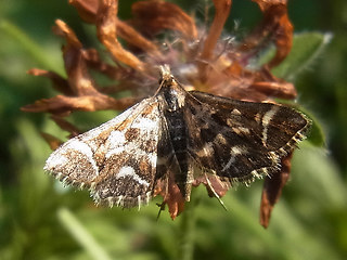 Diasemia reticularis