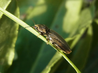 Dicronychus cinereus