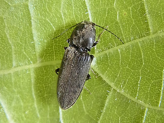Dicronychus cinereus