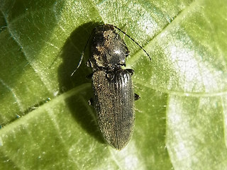 Dicronychus cinereus