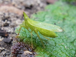 Dictyophara europaea