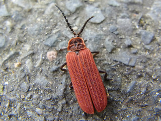 Dictyoptera aurora