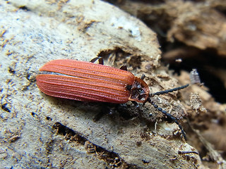 Dictyoptera aurora