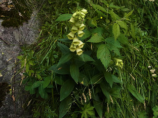 Digitalis grandiflora