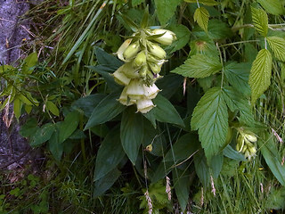 Digitalis grandiflora