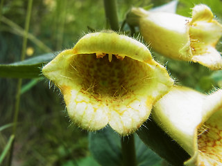 Digitalis grandiflora