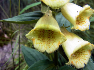 Digitalis grandiflora