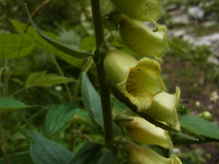 Digitalis grandiflora