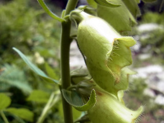 Digitalis grandiflora