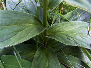 Digitalis grandiflora