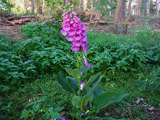 Digitalis purpurea