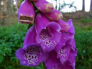 Digitalis purpurea