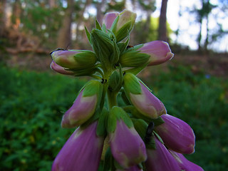 Digitalis purpurea