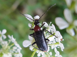 Dinoptera collaris