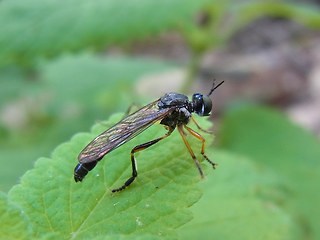 Dioctria hyalipennis