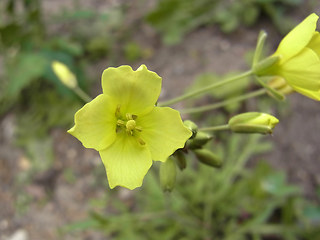 Diplotaxis tenuifolia