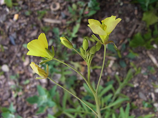 Diplotaxis tenuifolia