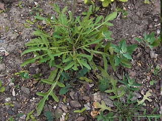 Diplotaxis tenuifolia