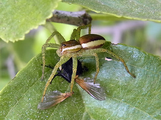 Dolomedes fimbriatus