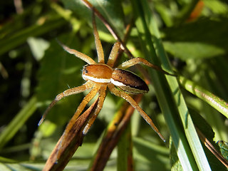 Dolomedes fimbriatus