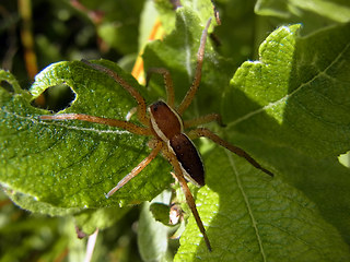 Dolomedes fimbriatus