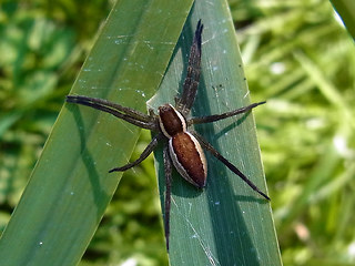 Dolomedes fimbriatus