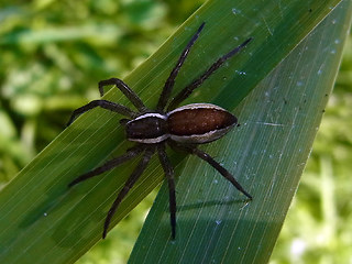 Dolomedes fimbriatus