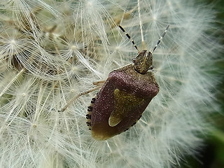 Dolycoris baccarum