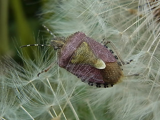 Dolycoris baccarum