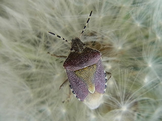 Dolycoris baccarum